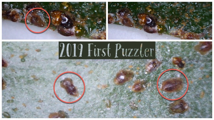 Photo of a magnified part of a leaf of a stag horn fern showing insects.
